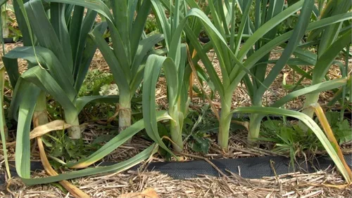 Vista 4 de Semillas de cebolla de puerro gigante sin OMG vegetal para plantar