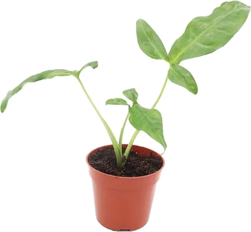 Vista 4 de Fresa Syngonium - 4'' de California Tropicals