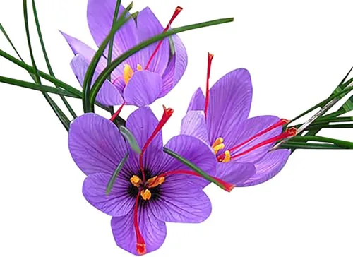 Vista 3 de 3 Cormos de Azafrán Sativus Crocus - Cormos Grandes de más de 10 cm para Plantar - Bulbos de Azafrán Crocus con Instrucciones Completas