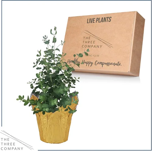 Vista 5 de Hierba aromática viva y saludable, eucalipto, mejora la calidad del aire, envuelta en cubierta Deco, 14 pulgadas de alto por 6 pulgadas de ancho