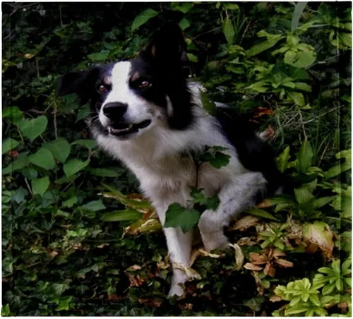 Vista 8 de 3dRose Border Collie 2 22x30 Bath Hand Pool Towel