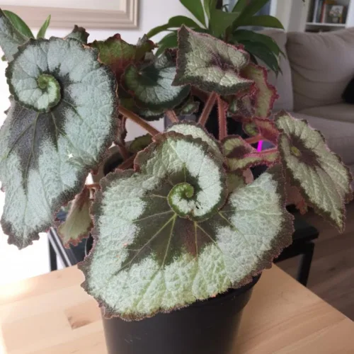 Vista 6 de Begonia planta viva, planta viva de begonias, plantas de begonias raras, 5-7 pulgadas de altura para plantas de interior (begonia verde)