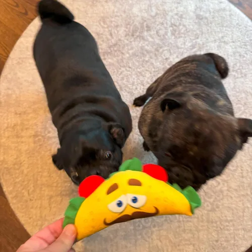 Vista 6 de SPOT Fun Food Taco - Juguete de peluche para perros con chirriador, juguete interactivo suave y chirriante para perros y cachorros, mantiene a
