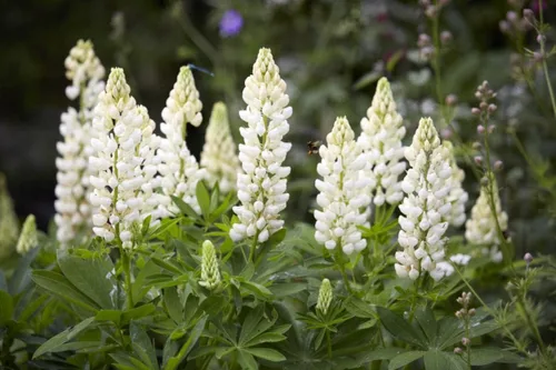 Vista 2 de Semillas Lupin Blanco (científicamente conocido: Lupinus Albus) Flores gigantes perennes para plantar