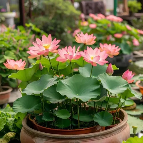 Vista 4 de Semillas de loto mixtas para plantar, 35 semillas de plantas de lirio de agua, tazón sin OMG, semillas de jardín frescas de loto para el hogar