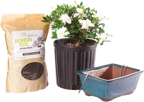 Vista 8 de Bonsái de Bruselas - Pequeño árbol bonsái vivo de Gardenia, planta