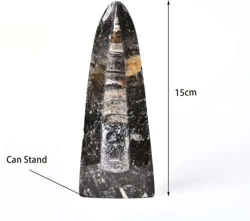 Vista 5 de JIC Gem Orthoceras Fossil Frome Marruecos (5-6 pulgadas)