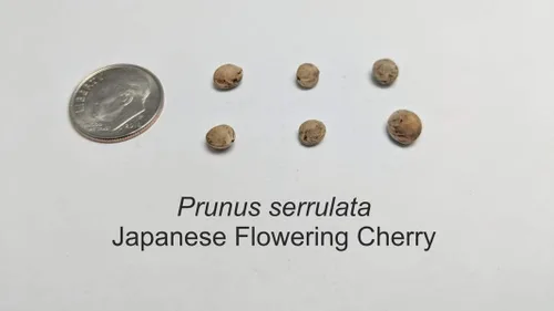 Vista 5 de 1-1000 piezas de semillas de cerezo con flores japonesas blancas Hill Prunus Serrulata 0146 (5+ semillas)