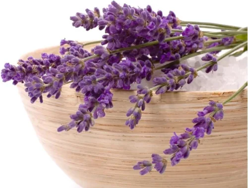 Vista 2 de Planta de lavanda inglesa Hierbas no transgénicas para plantar