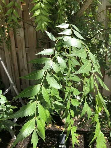 Vista 2 de Hojas frescas de neem (50) Margosa, Azadirachta Indica, lila india, nim, el nimbo de la India Uso de té sin cafeína Remedio herbario