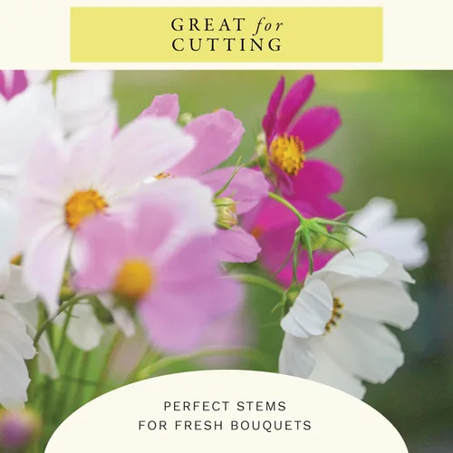 Vista 5 de Sereniseed Sensation Mix Cosmos Seeds (2 oz)