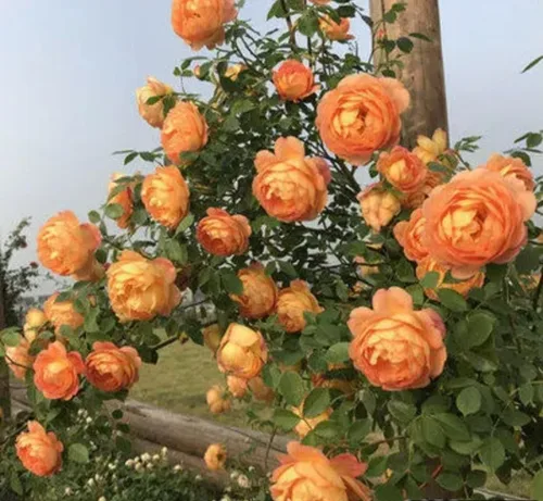 Vista 2 de 1000 semillas + Muti Color Mix Rose Seeds - Flores exuberantes, perennes, mariposa fragante trepadora de vid, semillas de flores. Semillas de rosa