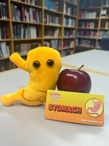 Vista 6 de GIANT MICROBES Felpa de estómago, debe tener bypass gástrico, imprescindible para cirugía bariátrica, regalos de gastroenterología, regalos