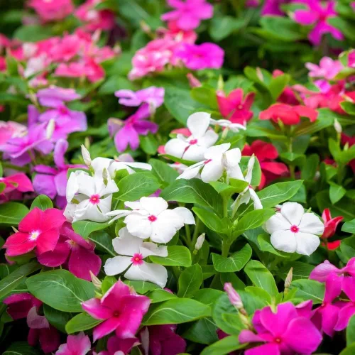 Vista 3 de Semillas Cape Madagascar Mezcla de bígaro Vinca Rosea Flores perennes para plantar