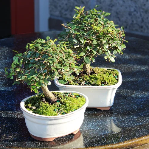 Vista 4 de Brussel's Bonsai Árbol bonsái de olmo chino vivo, al aire libre, paquete de 2 – pequeño, 5 años de edad, 6 a 8 pulgadas de alto – incluye macetas