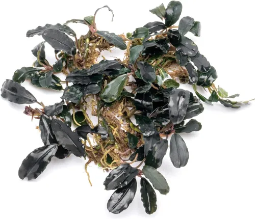 Vista 54 de SubstrateSource Bucephalandra Brownie Phantom - Planta de acuario viva – Decoración natural de pecera de agua dulce, decoración acuática