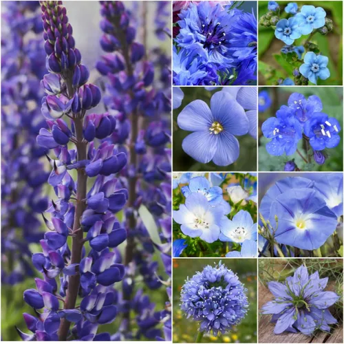 Vista 9 de Seed Needs Mezcla de semillas polinizadoras Mezcla de miel de abejas Flores silvestres A granel 1 onza 12,500+ semillas originales 20 variedades
