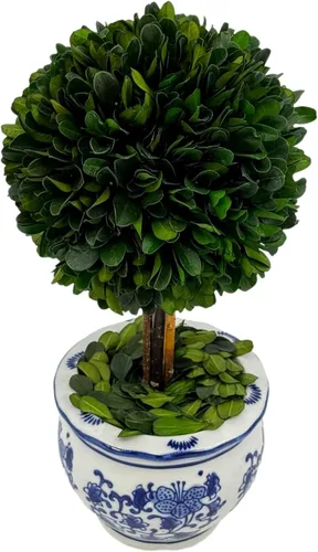 Vista 2 de Galt International Árbol topiario de bola de boj preservado naturalmente en maceta redonda de cerámica pintada a mano azul y blanca – Decoración