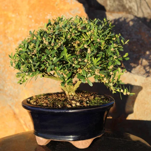 Vista 8 de Brussel's Bonsai - Árbol bonsái para interiores, S