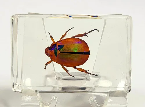Vista 50 de 44mm Hormiga gigante tropical real en resina de lucita transparente cristalina, espécimen preservado Pseudoneoponera Rufipes, taxidermia