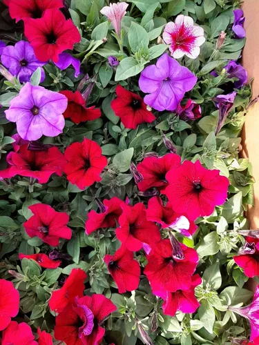 Vista 6 de Semillas Petunia Triumph Rainbow Mix - Flores anuales para plantar - Sin OMG
