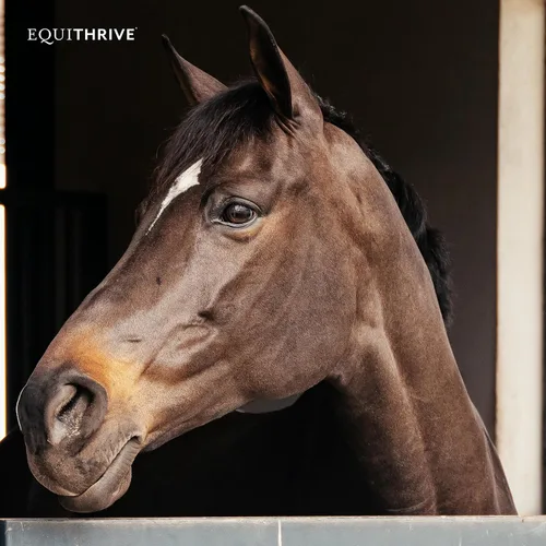 Vista 6 de Equithrive Suplemento original para caballos en polvo, sabor melaza, 8 libras