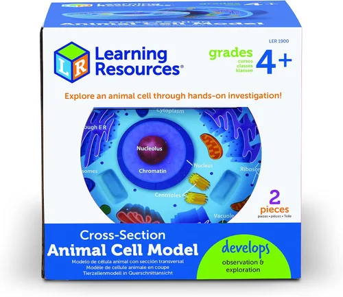 Vista 2 de Learning Resources Modelo de célula animal de sección transversal – Regalos de biología STEM, actividades de ciencia molecular, microbiología, aula