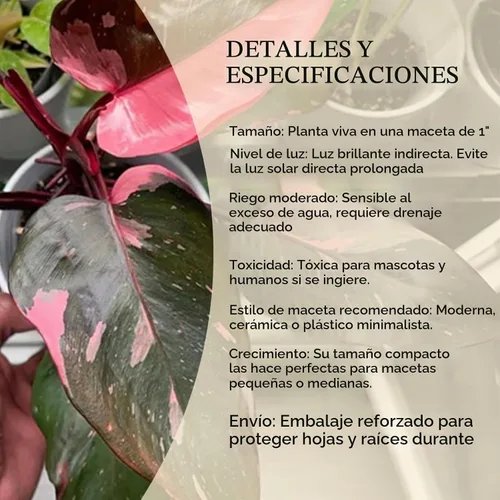 Vista 3 de Philodendron Pink Princess (paquete de 4) Plantas vivas de inicio enchufe, plantas de interior variegadas, plantas tropicales de fácil cuidado