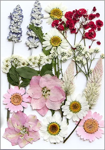 Vista 12 de Natural Pressed Dried Flower for Epoxy Resin Dry Flowers and Leaves Set for Soap Jewelry Making Scrapbooking Phone Case Decoration Section B
