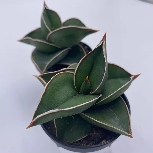 Vista 2 de BubbleBlooms Sansevieria Samurai - Planta de serpiente de espada azul enana en una maceta de 2 pulgadas, mini-duendecillo