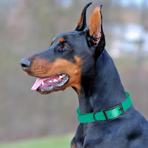 Vista 278 de Dogline Biothane - Collar impermeable para perro con hebilla de liberación rápida, resistente cincha de nailon recubierta con resistente y a prueba