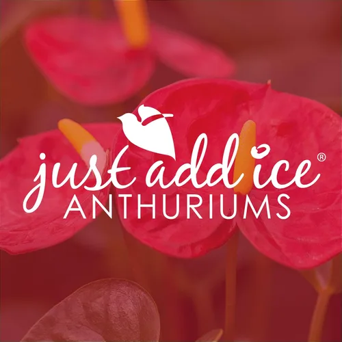 Vista 7 de Just Add Ice Anthurium Plant - Plantas vivas de fácil cuidado, 5 pulgadas de diámetro, color rosa