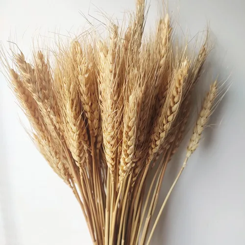 Vista 4 de Paquete de 100 tallos de trigo seco natural para decoración del hogar, manualidades
