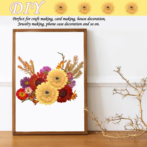 Vista 6 de ALJ Girasoles secos amarillos dorados de gran tamaño para adornos de manualidades, margarita africana prensada real natural para resina, bricolaje