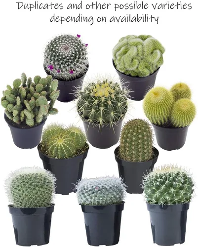 Vista 5 de Altman Plants - Colección de cactus surtidos para jardines, contenedores o regalos