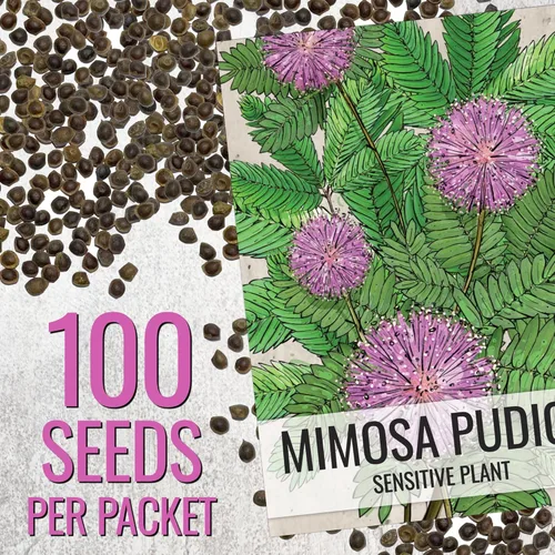 Vista 3 de Seed Needs Semillas de mimosa para plantar plantas sensibles Flores anuales 1 paquete