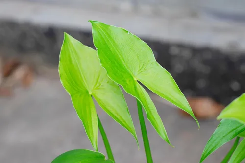 Vista 9 de 500 White Broadleaf Arrowhead Sagittaria Latifolia Pond Wetland Flower Seeds