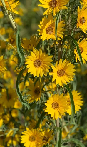 Vista 7 de TomorrowSeeds - Maximilian Semillas de girasol - Más de 1000 unidades - para plantar pradera 2026, girasol perenne, resistente a la sequía