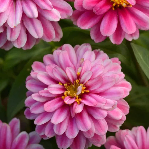 Vista 7 de Outsidepride - Zinnia, 100 semillas anuales, Marylandica Zahara Double Raspberry Ripple, flores para plantar, color frambuesa