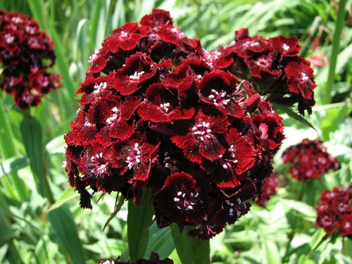 Vista 2 de 100 Wee Willie Dwarf Sweet William - Semillas de flores de Dianthus Barbatus