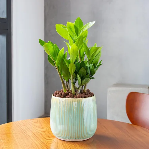 Vista 3 de GASPRO 5lb de bolas de arcilla expandida orgánicas para plantas, 100% naturales, bolas Leca para el desarrollo de raíces en macetas, mezcla