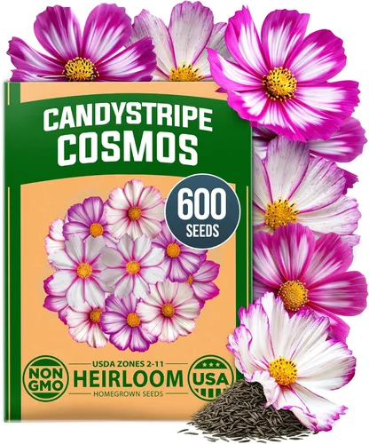 Vista 57 de HOME GROWN Bachelor Button Tall Mix 700+ Semillas de flores Centaurea