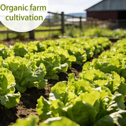 Vista 4 de 5000 semillas de lechuga Buttercrunch para plantar, semillas de vegetales de temporada fría sin OMG para cultivo hidropónico y suelo, lechuga