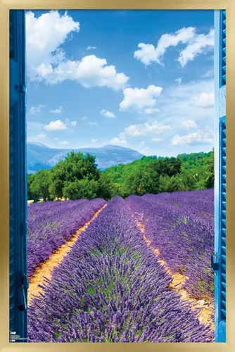 Vista 21 de Trends International Póster de pared de campo de lavanda, 14.725 x 22.375 pulgadas, versión enmarcada de madera de granero Versión enmarcada Barnwood