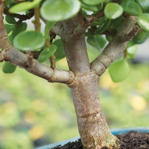 Vista 4 de Brussel's Bonsai - Árbol bonsái vivo de jade medio, planta