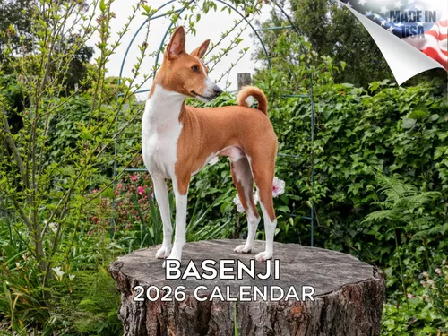 Vista 139 de Calendario de Lebrel Afgano 2025 2026, calendario mensual de pared de raza canina, 12" x 18" abierto, papel grueso sin traspaso, ideal para regalo