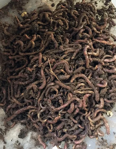Vista 2 de 1000 WWJD Worms Red Wigglers Gusanos de abono