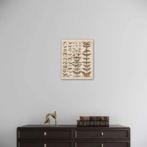 Vista 5 de Meishe Art Póster Impreso Vintage Polilla Insectos Razas Identificación Tabla de Referencia Colección de Especies Diagrama de Entomología Aula Club