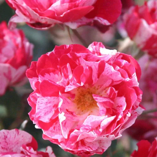 Vista 3 de Rosas arbustivas de reliquia, planta de raíz propia viva para jardín al aire libre, Stars 'n' Stripes Forever™, Zonas de rusticidad muy fragantes