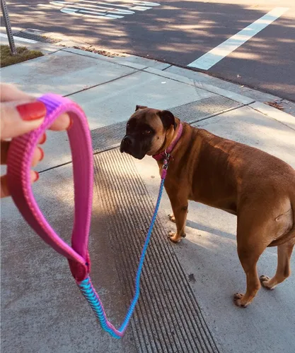 Vista 4 de Correa reflectante para perro de 6 pies + collar reflectante para perro para perros medianos